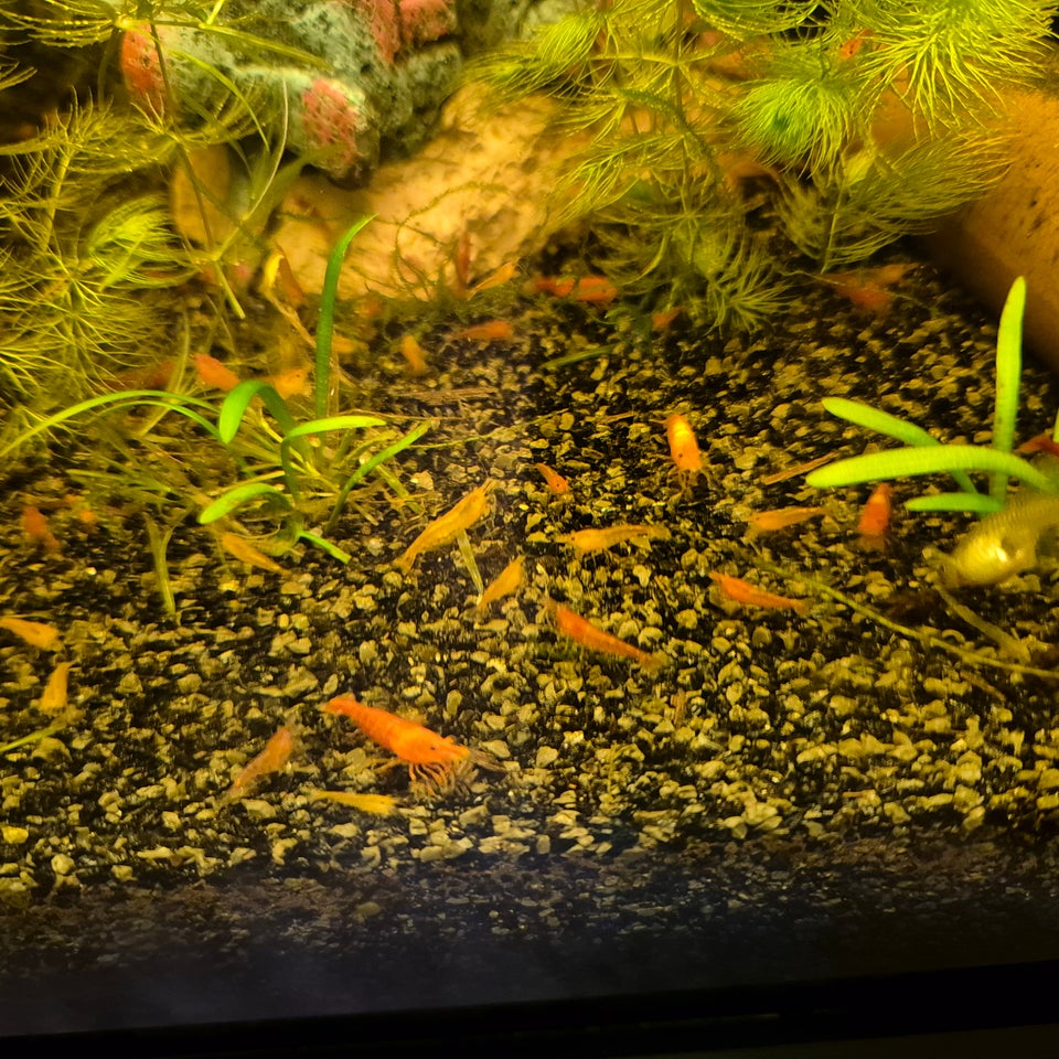 Neocaridina rejer mix Mange stk