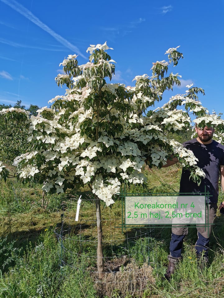 Koreakornel, Cornus kousa var.