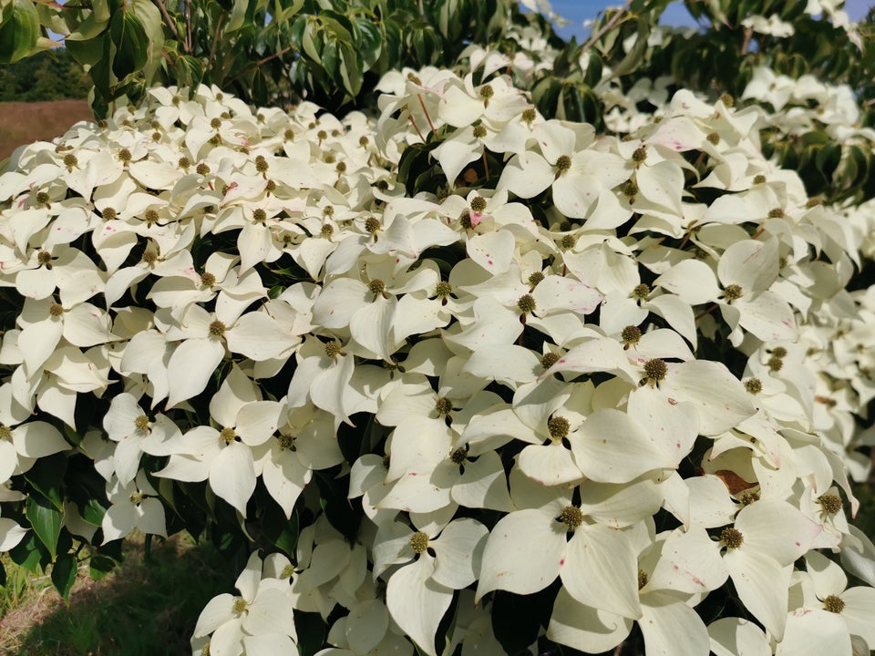 Koreakornel, Cornus kousa var.