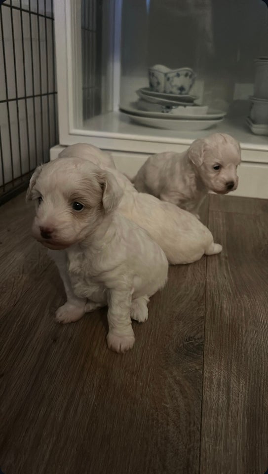 Maltipoo/Havaton , hvalpe, 4 uger