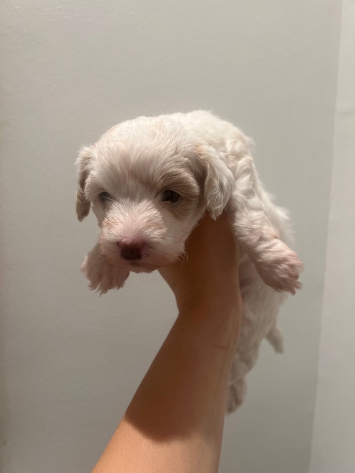 Maltipoo/Havaton , hvalpe, 4 uger