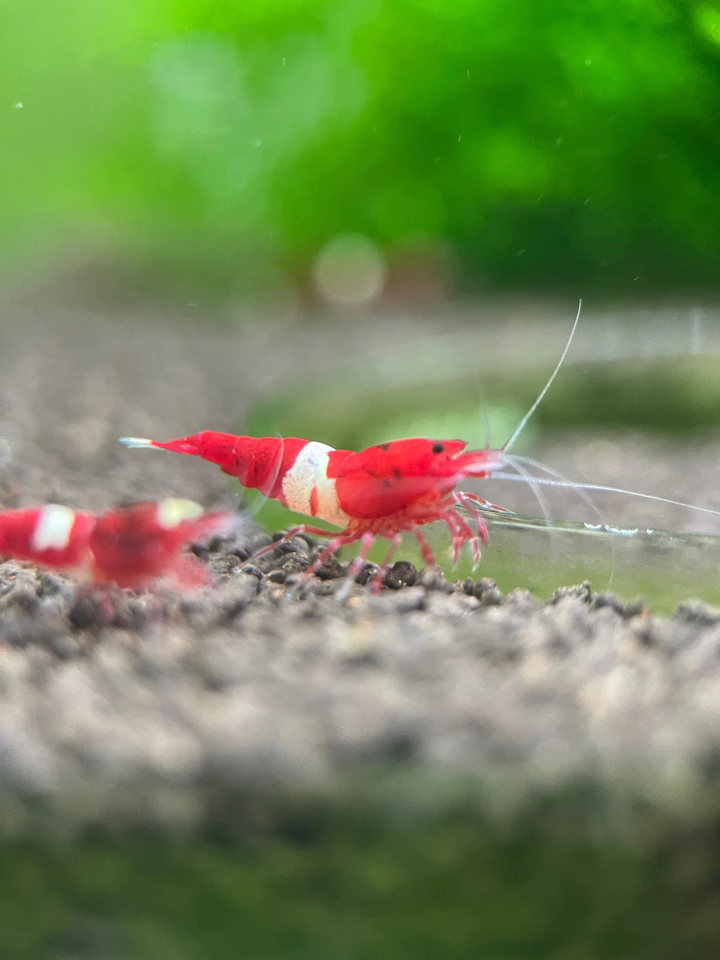 Red Ruby Caridina