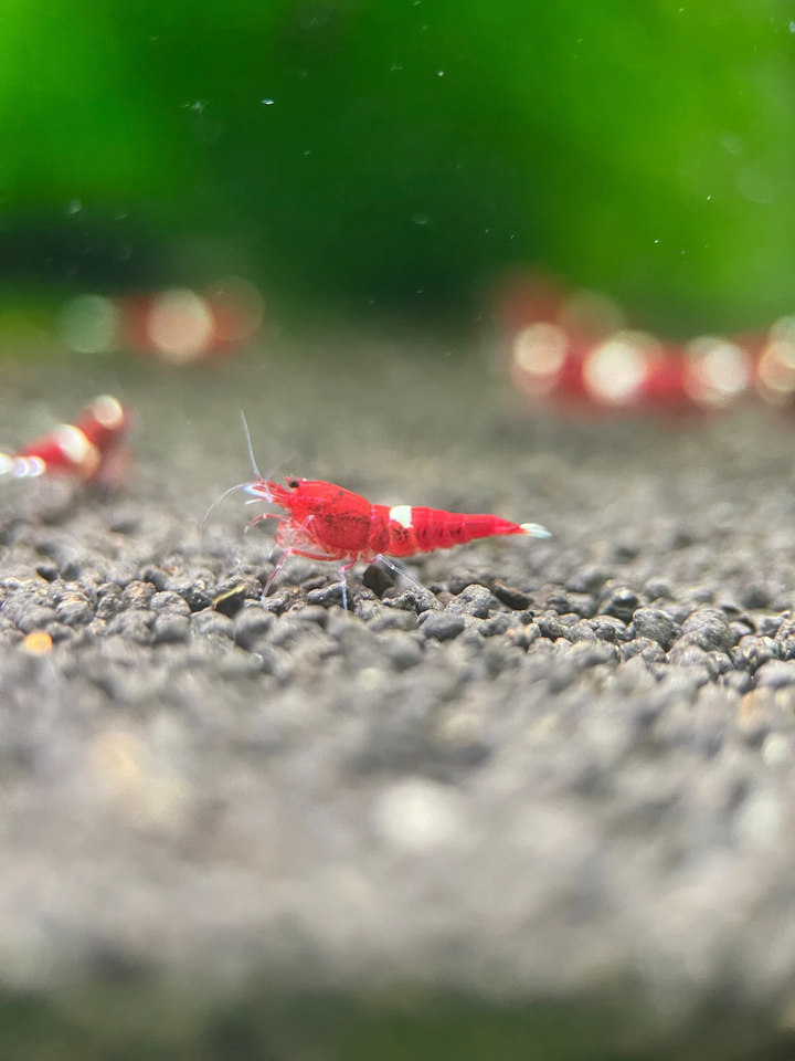 Red Ruby Caridina