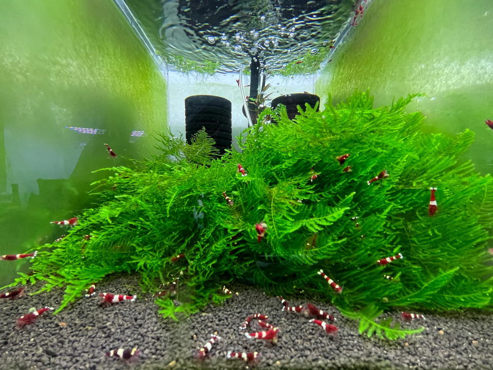 Red Ruby Caridina