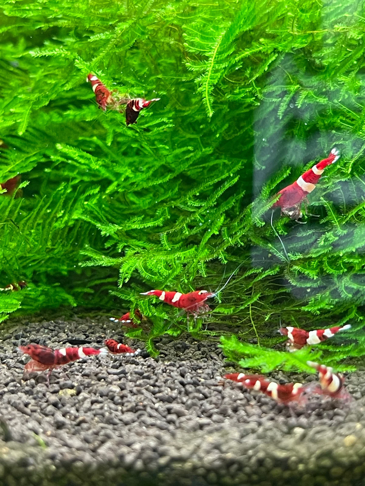 Red Ruby Caridina