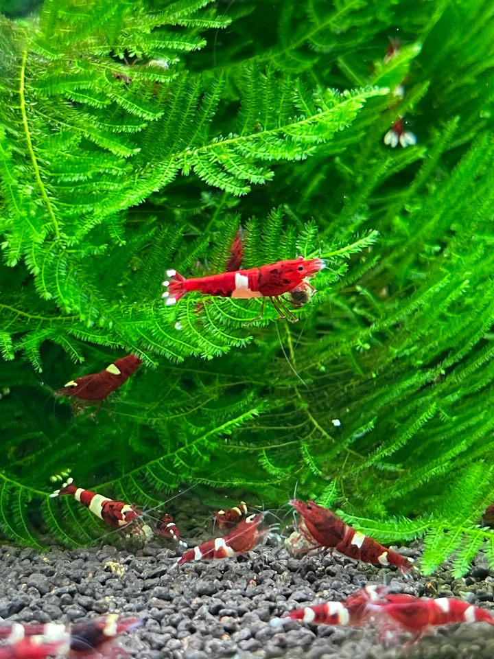 Red Ruby Caridina