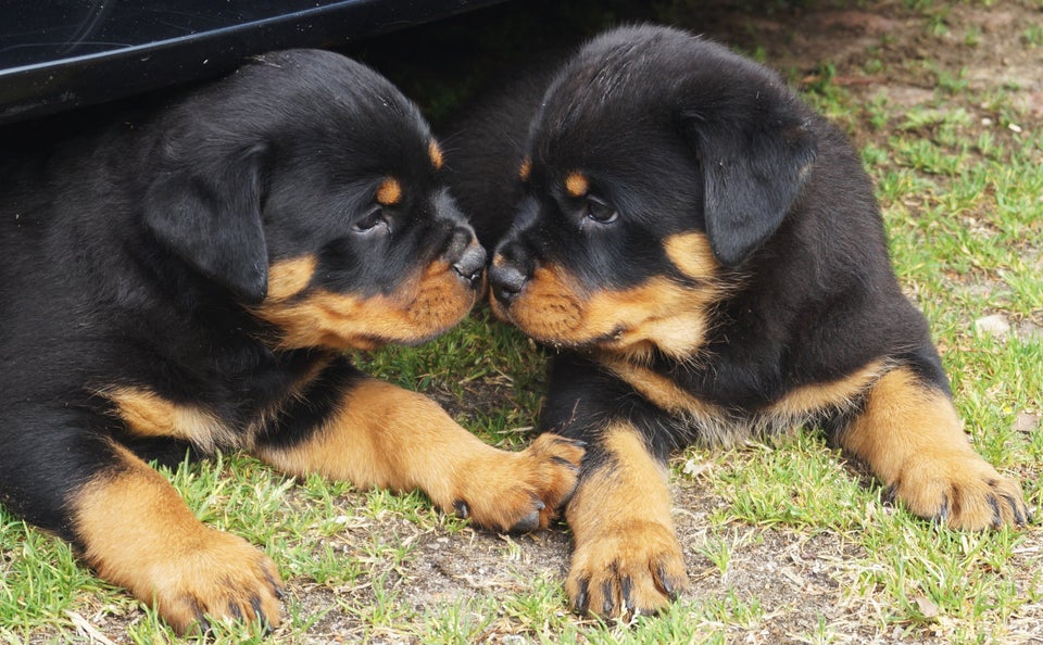 TOP ROTTWEILER HVALPE