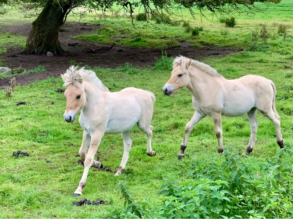 Fjordhest, hingst, 0 år