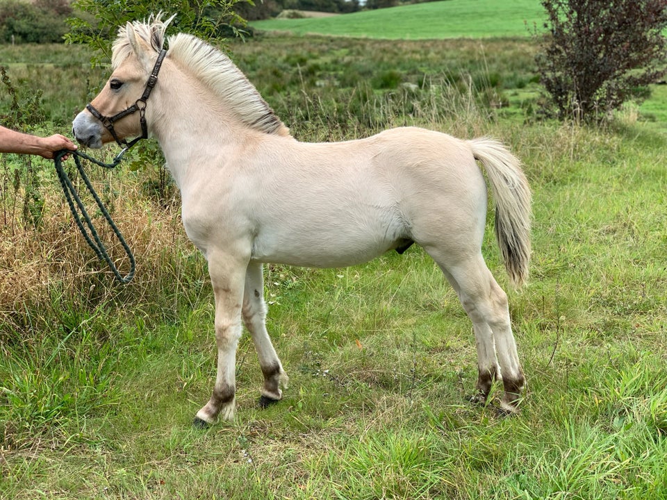 Fjordhest, hingst, 0 år