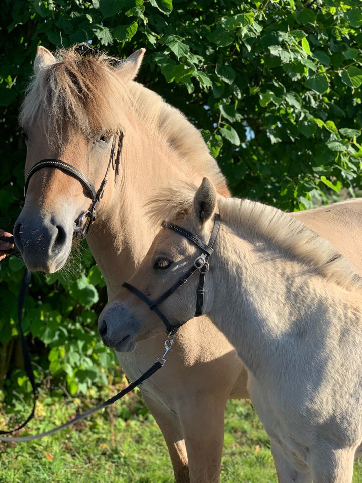 Fjordhest, hingst, 0 år