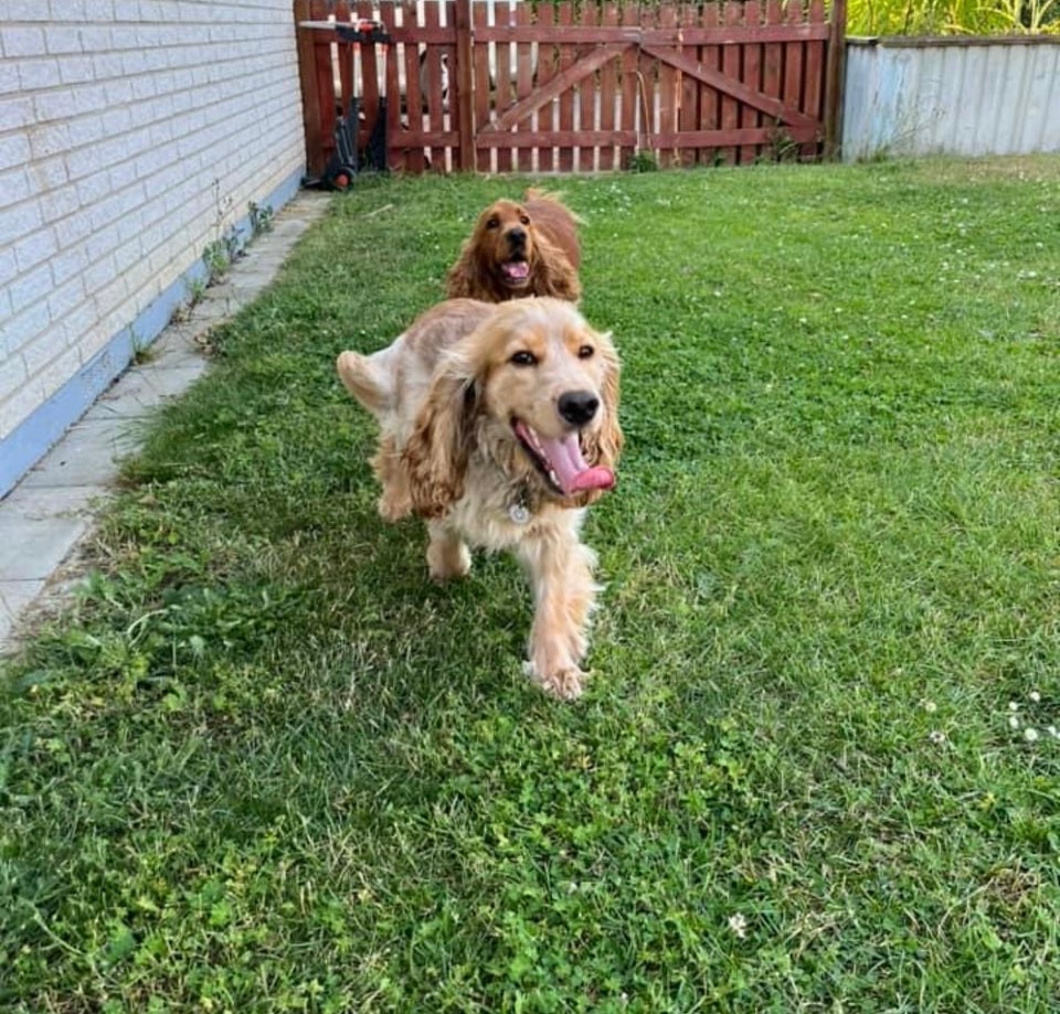 Cocker spaniel hvalpe 2 uger