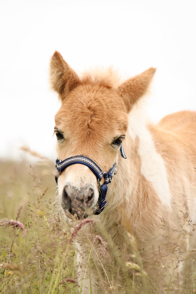 Shetlandspony hingst 0 år