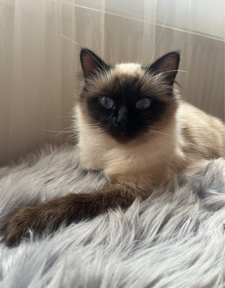 Hunkat Ragdoll / hellig birma  3 år