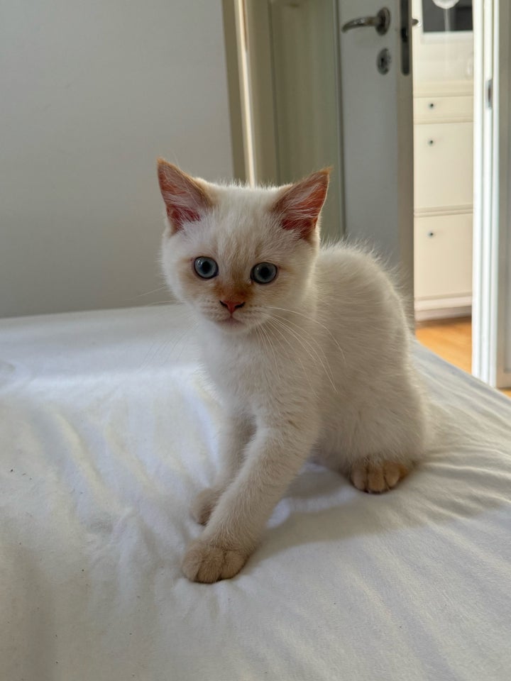 Hankat Blanding exotic shorthair