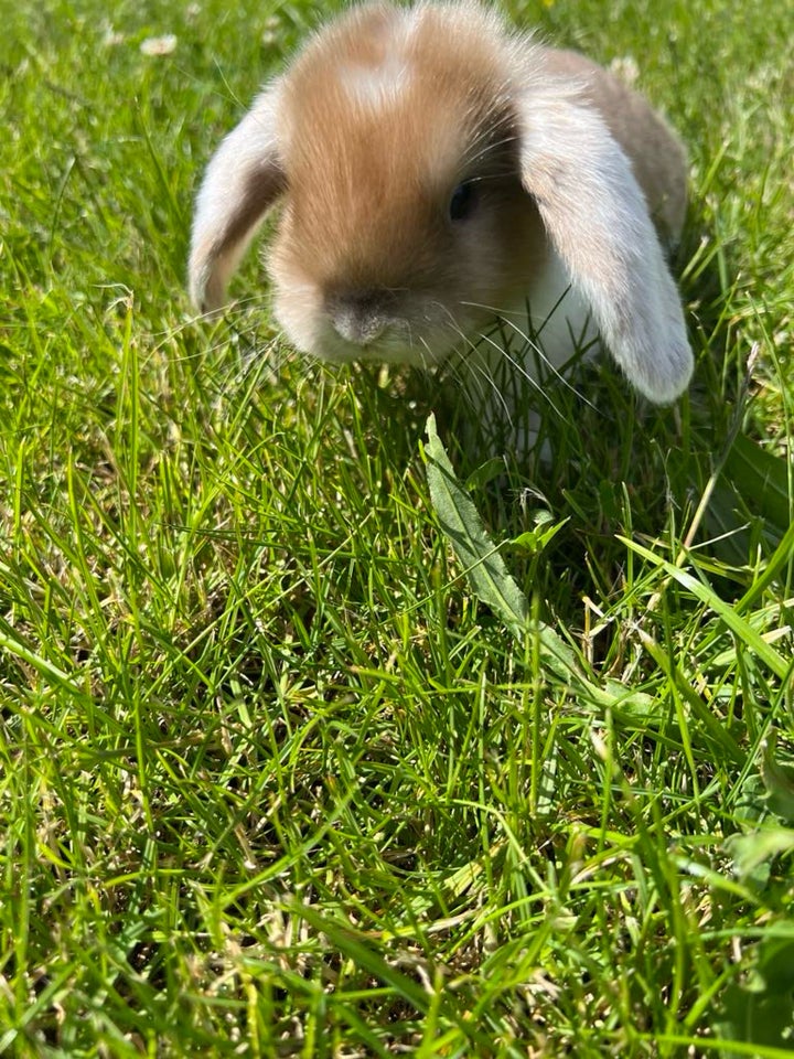 Kanin Mini lop 0 år