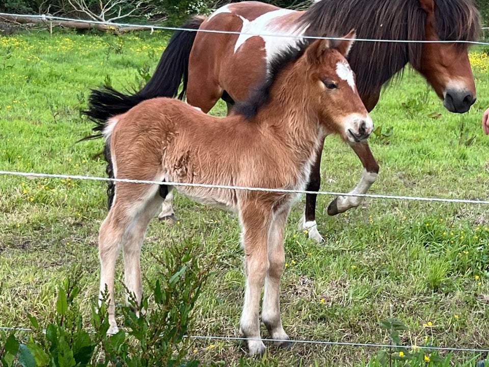 Islænder hingst 0 år