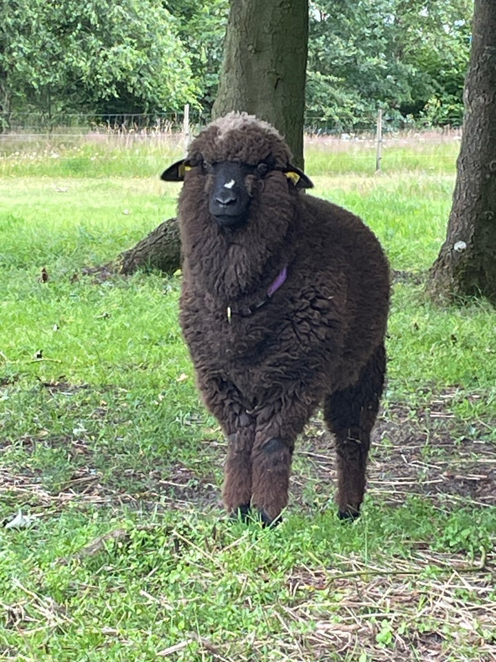 Får Merino 1 stk