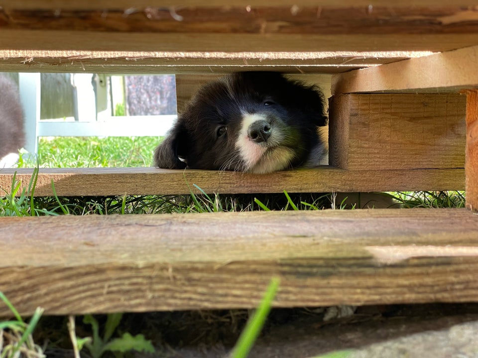 Border Collie Hvalp