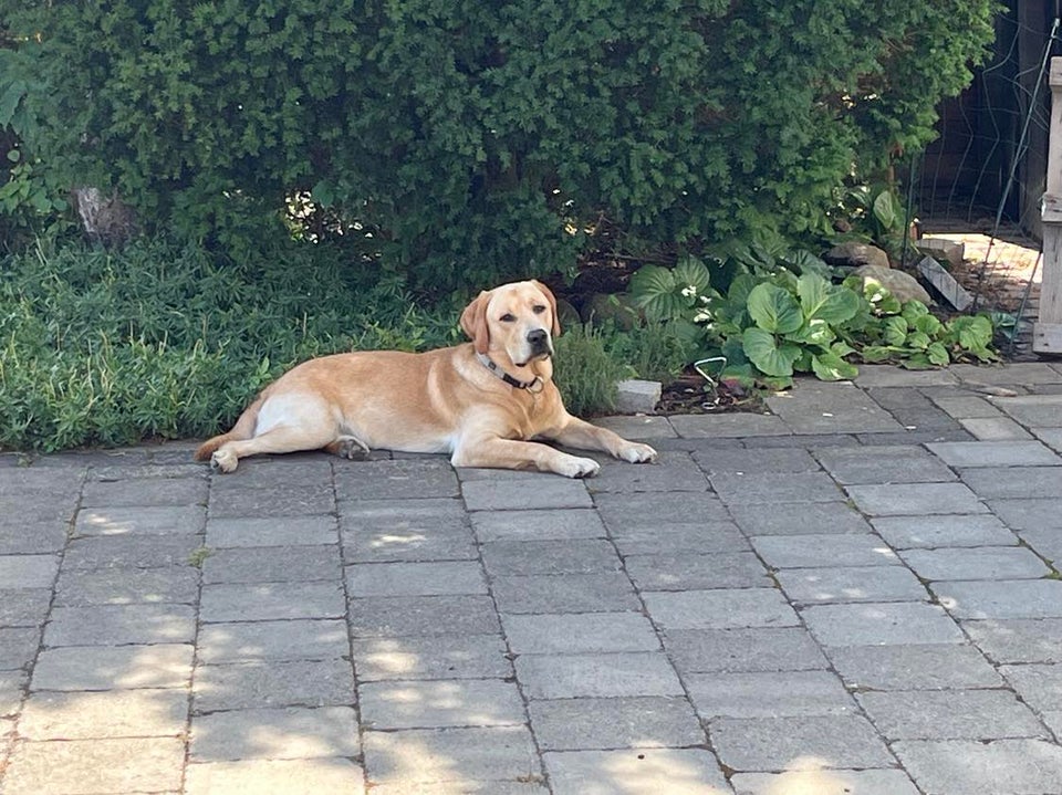 Labrador, hund, 12 mdr.