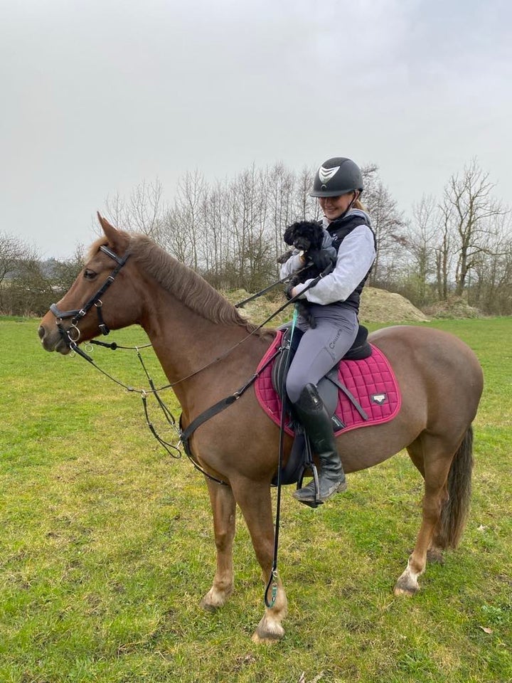 Welsh og Cob hoppe 17 år