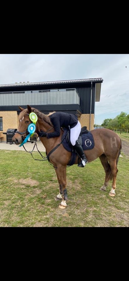 Welsh og Cob hoppe 17 år