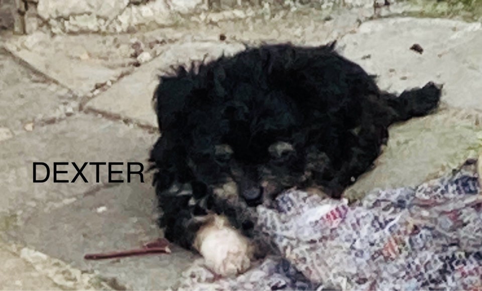 Coton de Tulear/Shih Tzu, hvalpe, 7