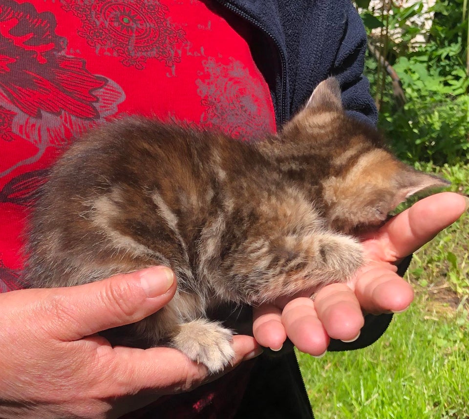 Hunkilling Maine Coon blanding 9