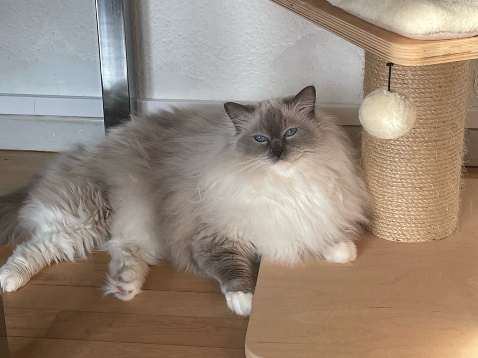 Ragdoll hunkat 5 år