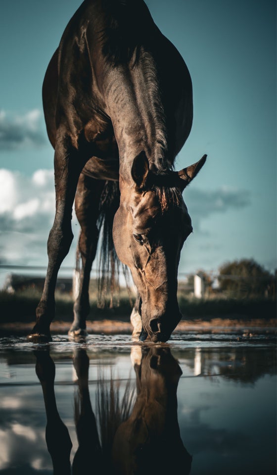 Canon, 600 D, spejlrefleks