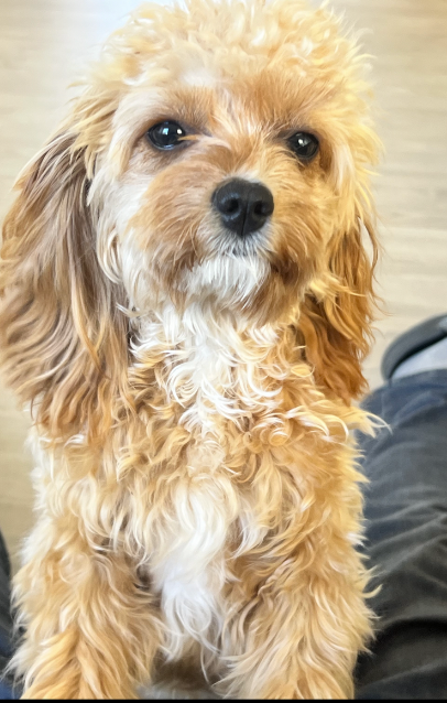 cavapoo, hund, 12 mdr.