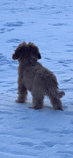 cavapoo, hund, 12 mdr.