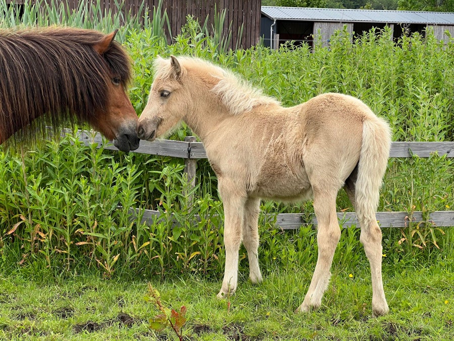 Islænder hingst 0 år