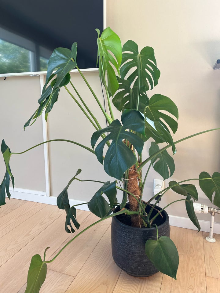 Stueplante  Monstera