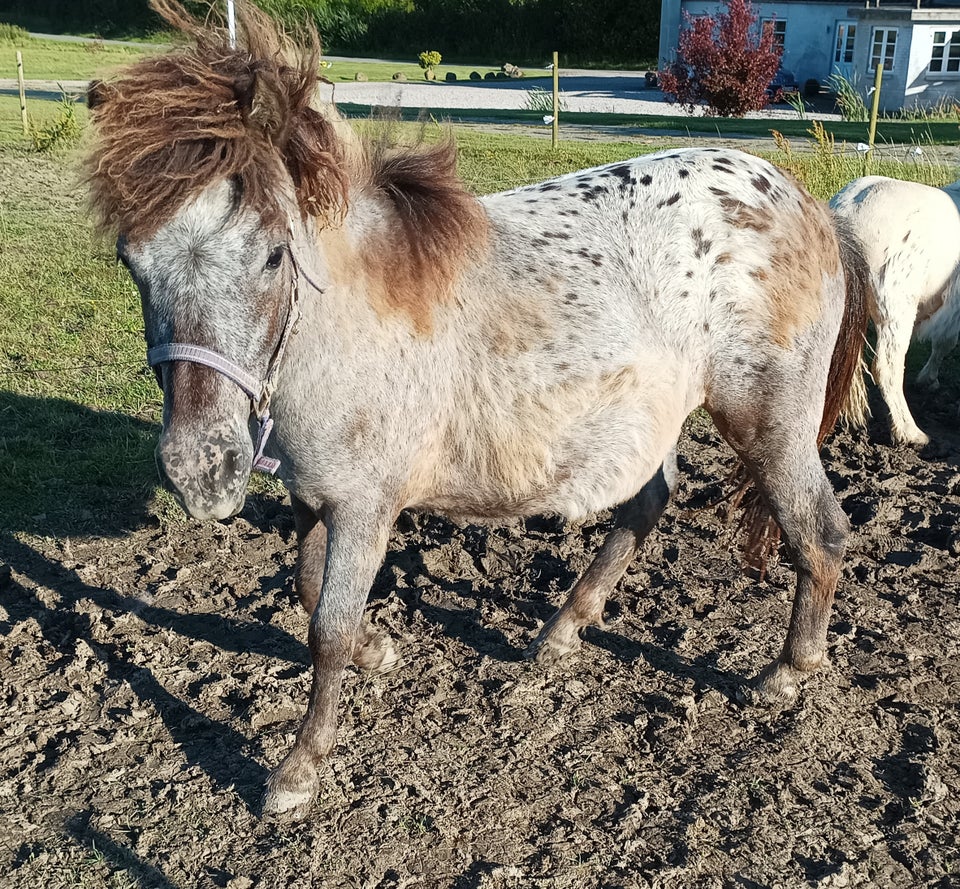 Knabstrupper hingst 1 år