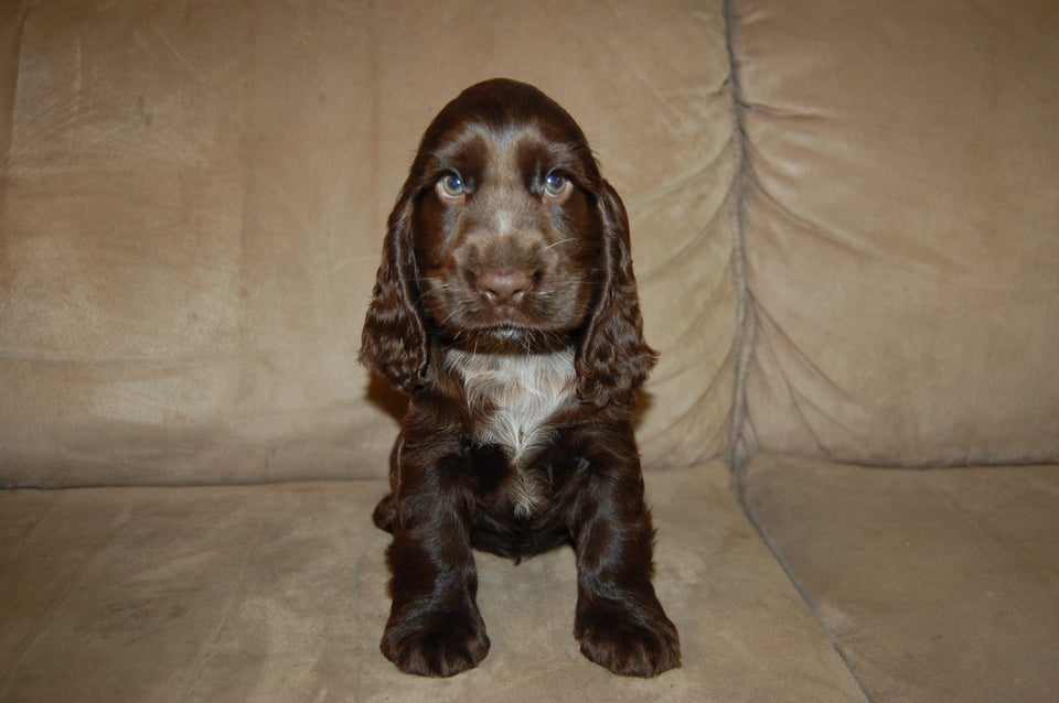 Cocker spaniel flere hvalpe 8