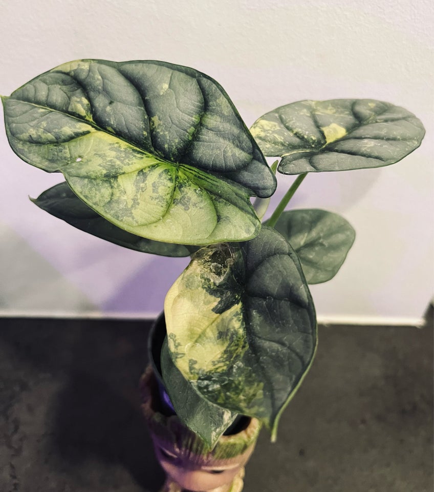 Stueplanter , Alocasia