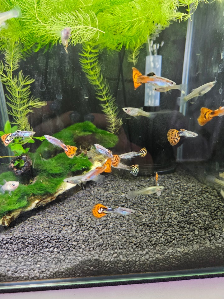 Multicolor guppy, 20-30 stk.