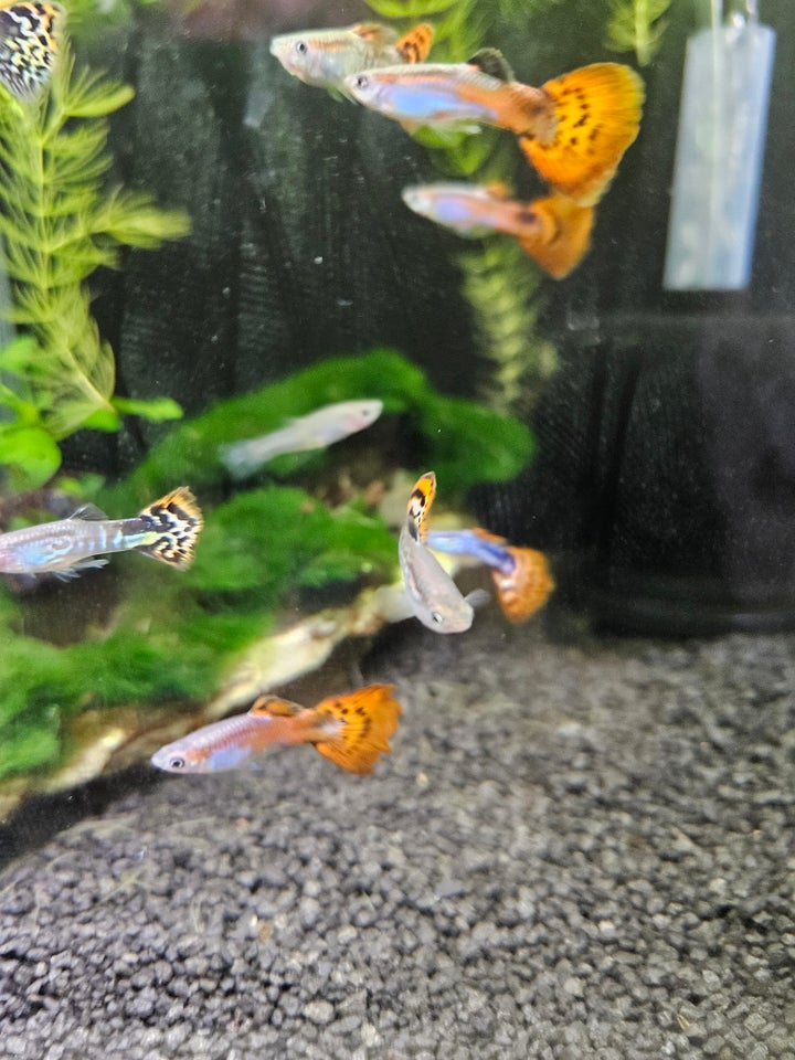 Multicolor guppy, 20-30 stk.