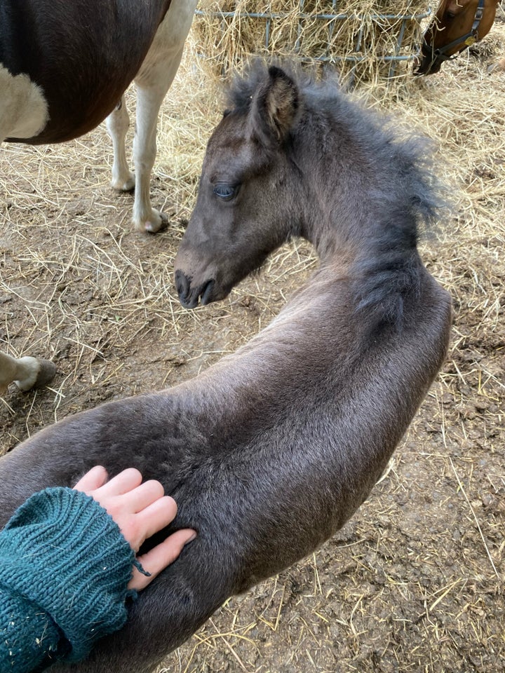 Islænder hingst 1 år