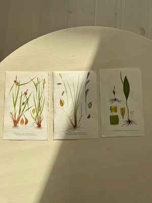 Blomster plante illustrationer