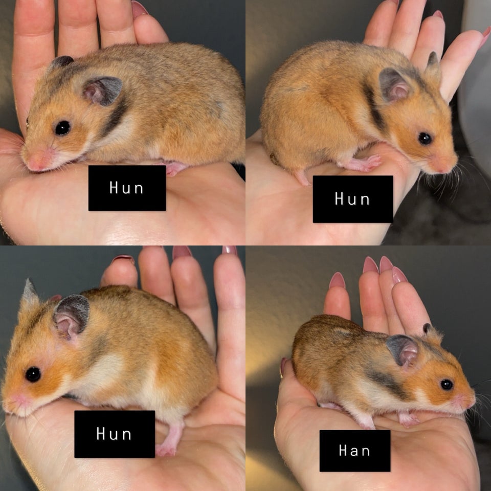 Hamster, Guldhamster, 0 år