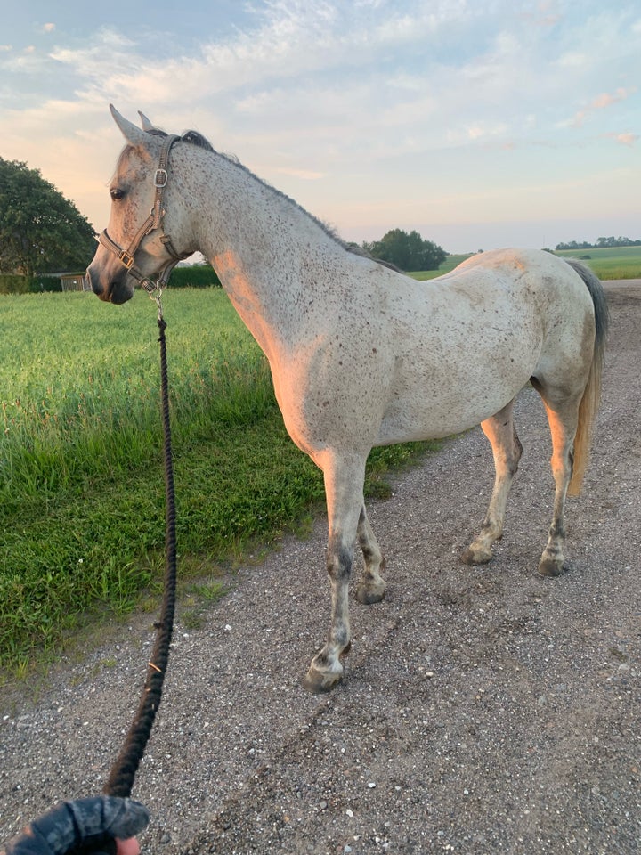 OX araber vallak 6 år