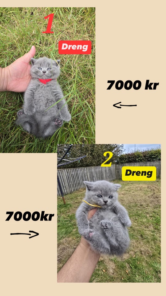 British shorthair killinger