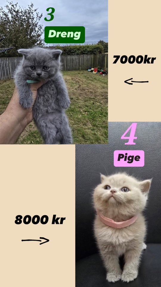 British shorthair killinger