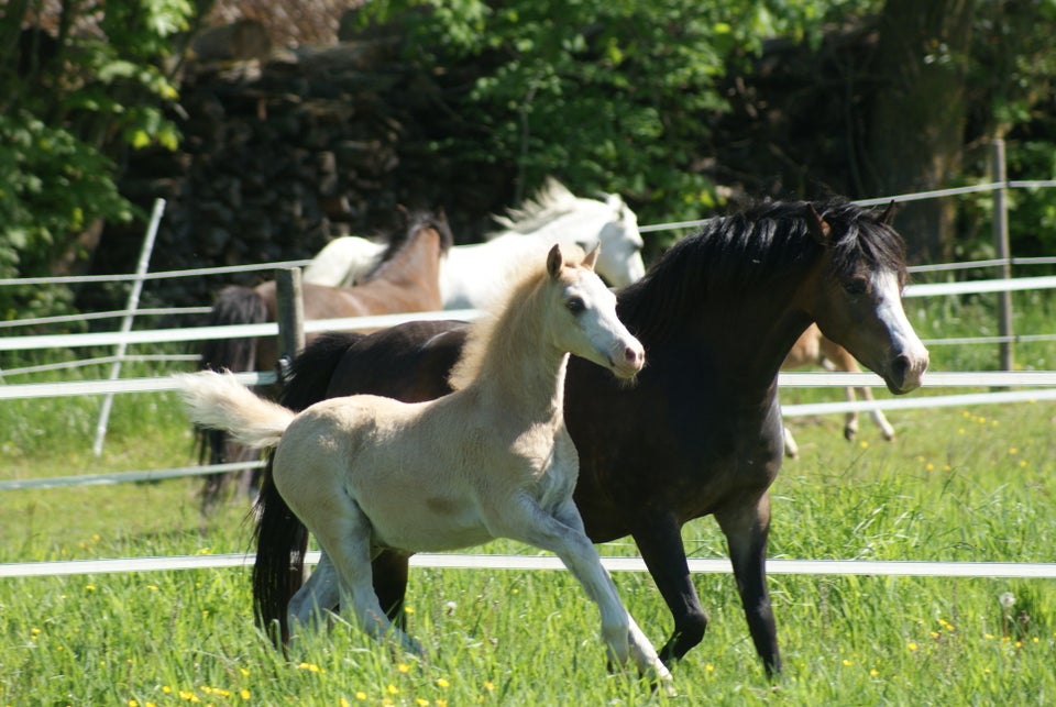 Welsh hingst 0 år