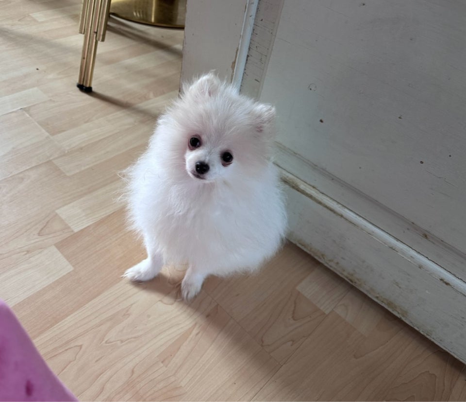 Pomeranian hvalpe 4 mdr