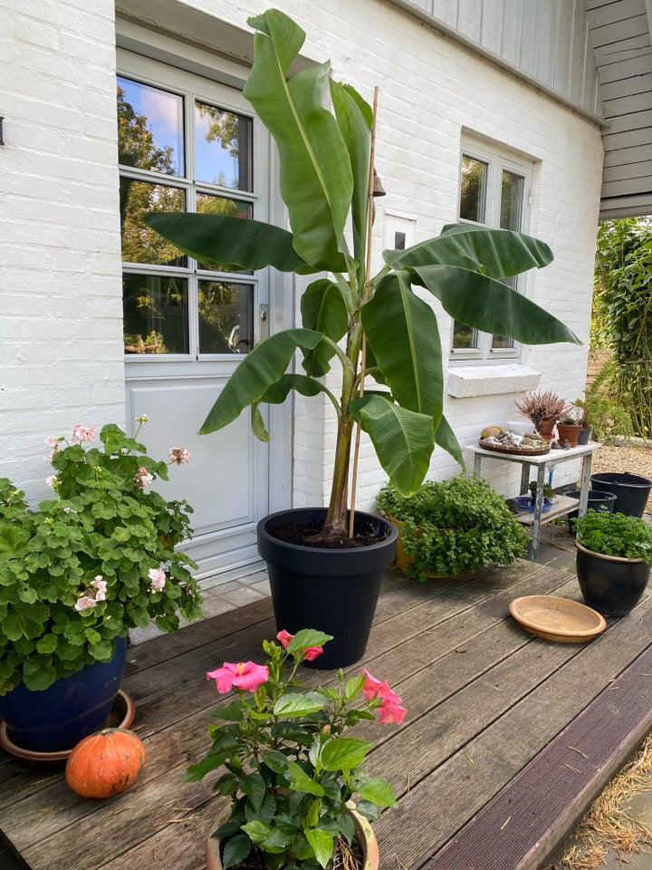 Stor bananplante, Banan Palme