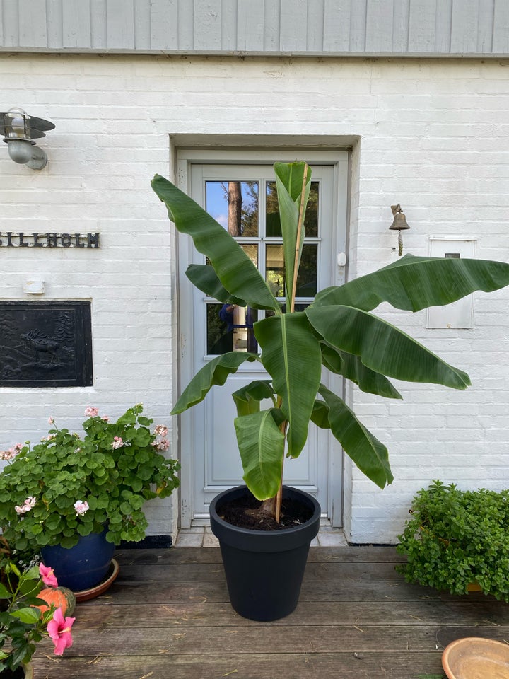 Stor bananplante, Banan Palme