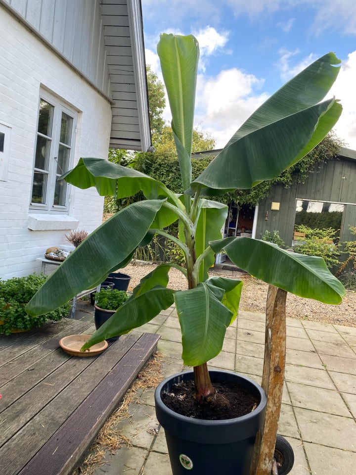 Stor bananplante, Banan Palme