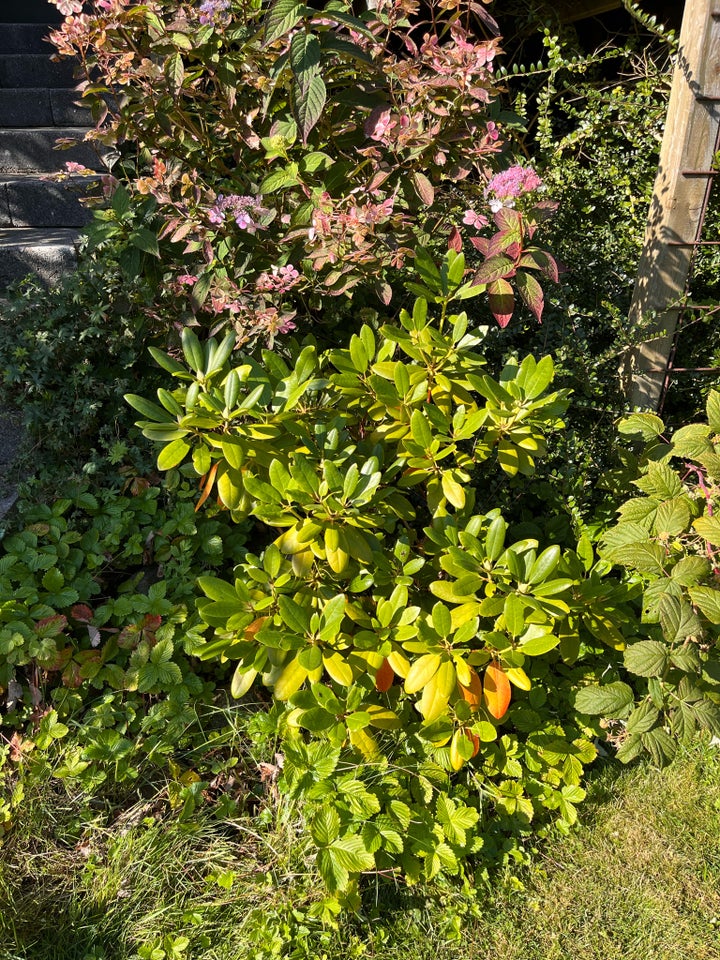 Busk Rhododendron